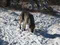 bear sniffing snow.JPG